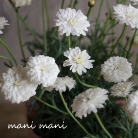 マーガレット モリンバ「ミニダブルホワイト」3.5寸ポット苗　花苗　寄せ植え　花壇　ガーデニング