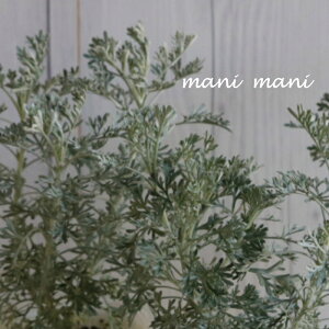 アルテミシア「パルファム・ドゥ・エチオピア」2.5寸ポット苗 香り 寄せ植え リース