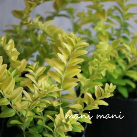 ロニセラ　ニチダ「エドミーゴールド」2.5寸〜3.5寸ポット苗　苗　リーフ　寄せ植え　庭植