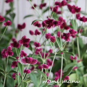 アルテルナンテラ 「千紅花火」 3寸ポット苗 寄せ植え ハンギング 花苗 苗 カラーリーフ