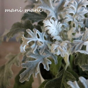 シロタエギク「シルバーダスト」「シルバラード」2.5〜3.5寸ポット苗 寄せ植え リース 花壇 シルバーリーフ