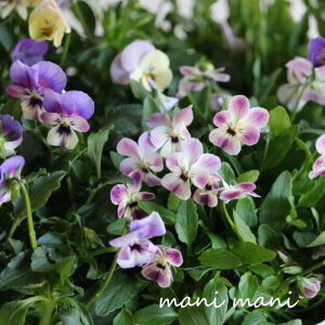 փrI@rIb^ u[L[Yvp[v`sN 3.5|bgc t[n[c ԕc@񂹐A@[X@Ԓd@rI