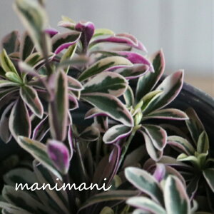 ArX@vNXu oGK[^v2.5`3|bgc@񂹐A@A@J[[t@ԕc@n[NC[