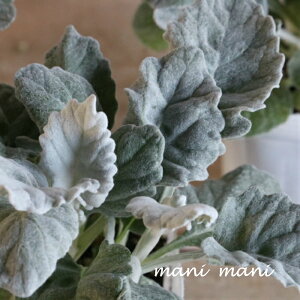 V^GMNuj[bNv_XeB[~[@2.5`3.5|bgc@񂹐A@[X@Ԓd@Vo[[t