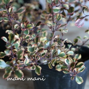 yŐVizRvX}uRv3|bgc@ 񂹐A@[X