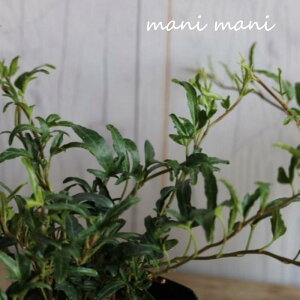 yŐVizwfu``v3|bgc L쉀|@񂹐A@[X@ԕc@[t@ϗtA@@CeA