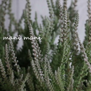 yŐVizJ[i WGhbv uv`iv3|bgc ΍| 񂹐A A@ԕc@Ԓd@Vo[[t