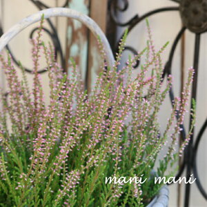 J[i K[fK[YuO[×y[sNvE^Cv@2.5`3|bgc 񂹐A@A@ԕc@Ԓd