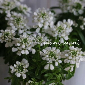 CxXuGWFx[v2.5`3.5|bgc@̉ԁ@񂹐A@[X