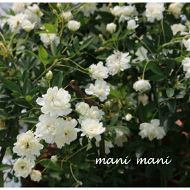 モッコウバラ「白モッコウバラ」5号鉢　ホワイト　薔薇　花苗