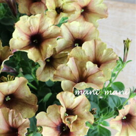 ペチュニア　モンローウォーク「シルキーラテ」3.5寸ポット苗　寄せ植え　リース　花壇　ハンギング