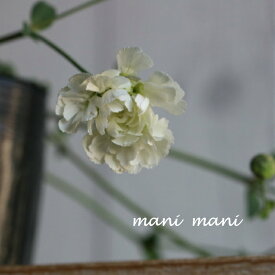 八重咲きシレネ 「スワンレイク」3.5寸ポット苗　寄せ植え　庭植え　花苗　ハンギング