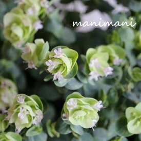 ライムグリーンの花オレガノ「 ロタンダフォーリア」3寸ポット苗　花苗　寄せ植え　カラーリーフ　ハンギング