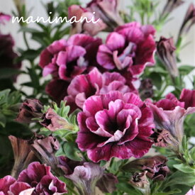 八重咲きペチュニア　ジュリエット「モダンワイン」3.5寸ポット苗　寄せ植え　リース　花壇　ハンギング