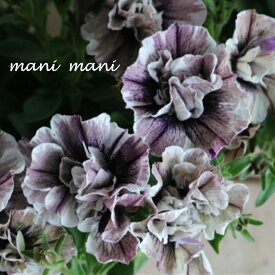 八重咲きペチュニア　ジュリエット「モダンホワイト」3.5寸ポット苗　寄せ植え　リース　花壇　ハンギング