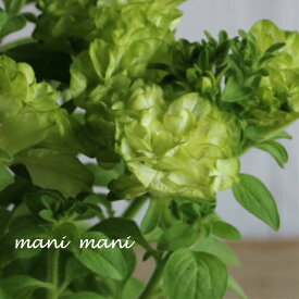 八重咲きペチュニア 大輪「湘南ヴェルデ」3.5寸ポット苗　寄せ植え　リース　花壇　ハンギング