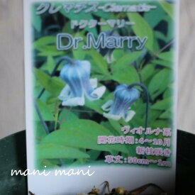 【希少」】クレマチス「Dr.Marry～ドクターマリー～」5号鉢　ヴィオルナ系 新枝咲き　四季咲き　耐寒性多年草