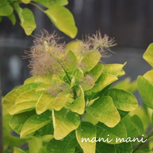 X[Nc[uS[fXsbgv@8|bgc@A@V{c[@lC@hCt[