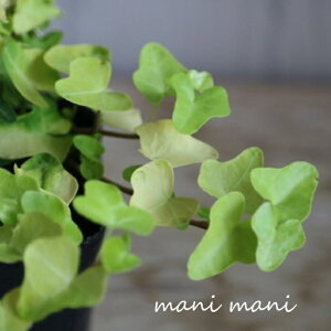 wfuWFCNv3|bgc@񂹐A@[X@ԕc@[t@ϗtA@@CeA