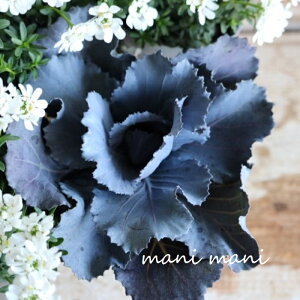 葉牡丹「チタニウムシルバー」2.5寸ポット苗 シルバーリーフ 正月 寄せ植え 良株 花苗 ハボタン