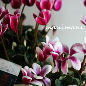 y炿̃K[f~jVNuW[J[v3d|bgc@NX}X@@񂹐A@nMO@ԕc