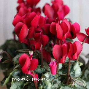 y炿̃K[f~jVNu^LV[hv3d|bgc@NX}X@@񂹐A@nMO@ԕc