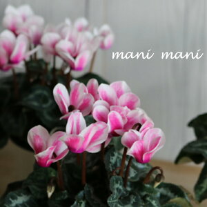 y炿̃K[f~jVN@uႤv@3d|bgc@NX}X@@񂹐A@nMO@ԕc