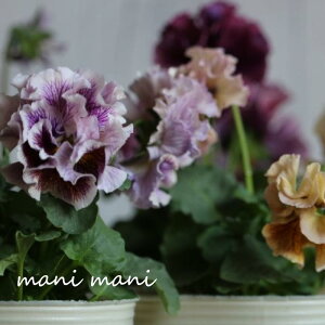 }cot[t@[̃pW[ uRCvXeO 3O|bgc ԕc@񂹐A@[X@Ԓd@rI