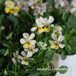 փrI@rIb^ u~NpCv3.5|bgc t[n[c ԕc@񂹐A@[X@Ԓd@rI