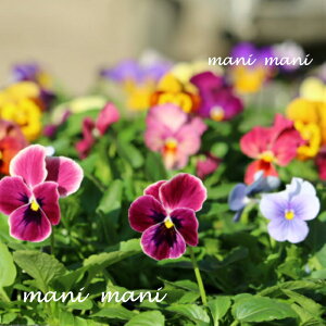 yIXXzYn@urI24cZbgv3|bgc lC ԐF܂ ԕc Ԓd 񂹐A ԕcZbg