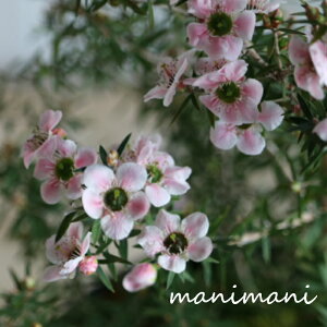 y󏭁zMEoCuv3.5|bgc@Β؁@ϗtA