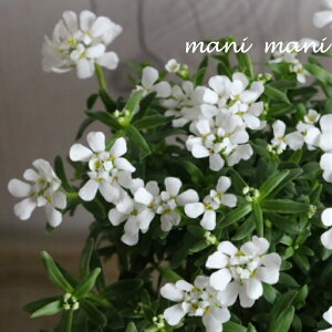 CxX@uXm[T[t@[v3.5O|bgc@̉ԁ@񂹐A@[X