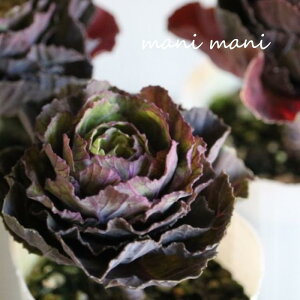 tOuSb``v2.5|bgc  񂹐A n{^ ԕc  c [X