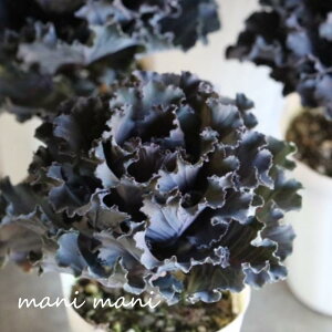 tOupjGv2.5|bgc@ubNtO@@񂹐A@Ǌ@ԕc@n{^@Qu