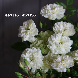 ~jo uO[ACXv2.5`3.5|bgc@NVbNJ[@AeB[NJ[@lC@Ă₷@lG炫@v@ԕc@c@񂹐A