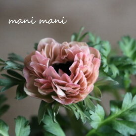 八重咲きアネモネ「クラシカルピンク」3.5寸ロングポット苗　花苗　花　春の花　耐寒性