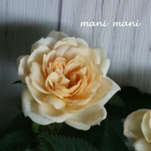 ~jouJtF[Yv3.5|bgc@KN ԕc K[fjO Ԓd 񂹐A AeB[N VbN