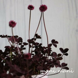 ԗtJgAN[o[ugtHEEyXEBAv2.5|bgc@񂹐A@[X@ԕc