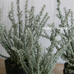 IAAuAtBv2.5`3|bgc@񂹐A@ԕc@K[fjO@c