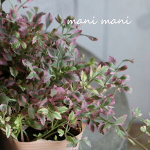 Zut~Sv2.5`3O|bgc@J[[t 񂹐A [X K[fjO ԕc Ԓd  nMO lC AeB[NJ[