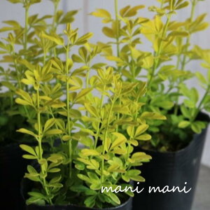 v[Y uWX~EI[Av2.5`3|bgc@񂹐A MUO ԕc [t Ԓd K[fjO c