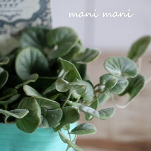 y󏭁zfBRh uZZAv3|bgc 񂹐A@OhJo[@Ai