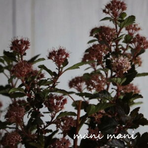 AJe}VcPugW[J[v3.5O|bgc@A@A@c@K[fjO@ Ԓd