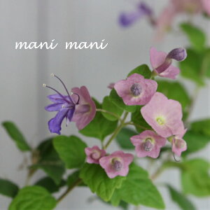 zVfBAu`Cj[Ynbgv3`3.5|bgc@񂹐A@A@ԕc@Ԓd