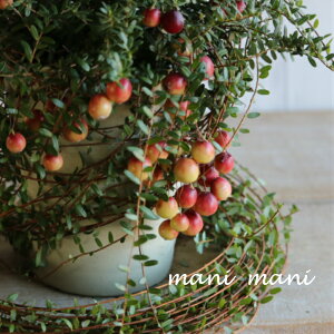 邱uNx[v4.5@t@x[@c K[fjO 񂹐A  CeA