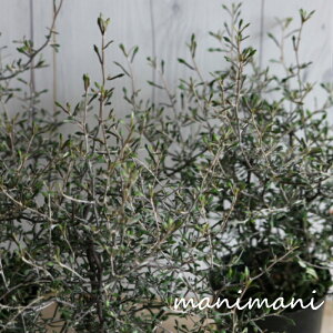 RLAuRglAXev3|bgc@ԕc@Ԓd@񂹐A