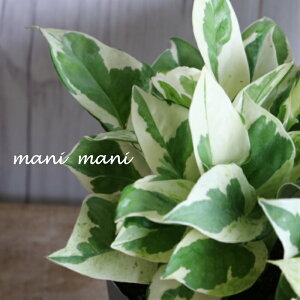 |gX@uGWCv3`3.5|bgc@c@[t@񂹐A@ϗtA