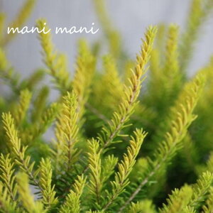 エリカ「バレリグリフィス」3寸ポット苗 寄せ植え 庭植え 花苗 花壇