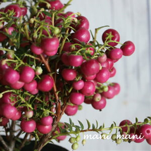 @^̖؁@yleBAufRx[vbhn@3`3.5c@ԕc@Ϗܗp@񂹐A@Ԓd@c