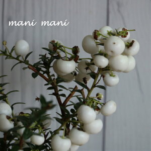 @^̖؁@yleBAufRx[vzCg@3`3.5c@ԕc@Ϗܗp@񂹐A@Ԓd@c